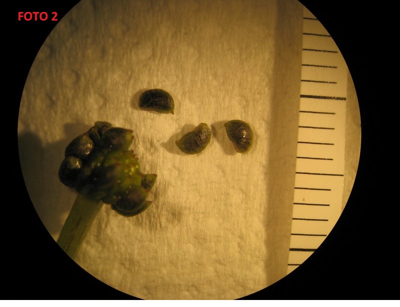 Ranunculus da determinare